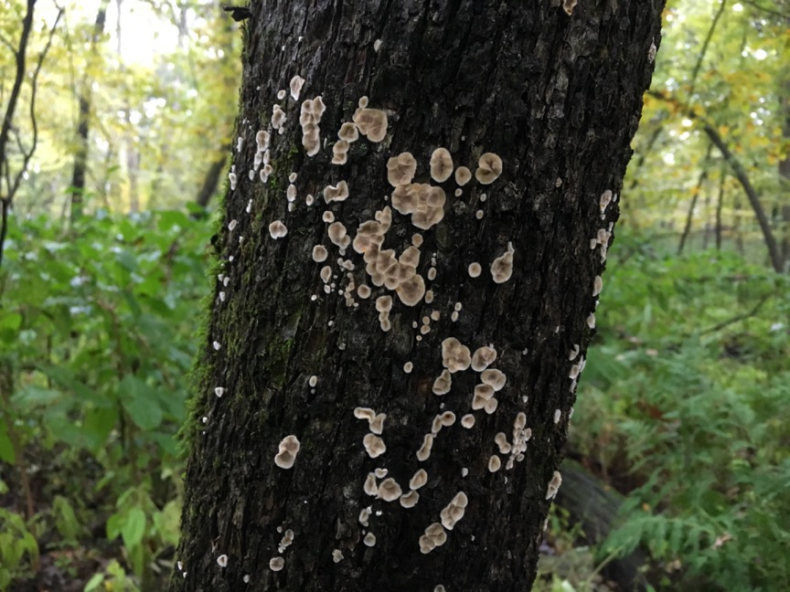 Aleurodiscus oakesii, a member of the order Russulales