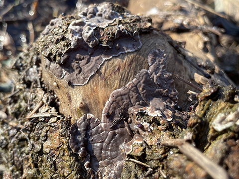 Lopharia cinarescens