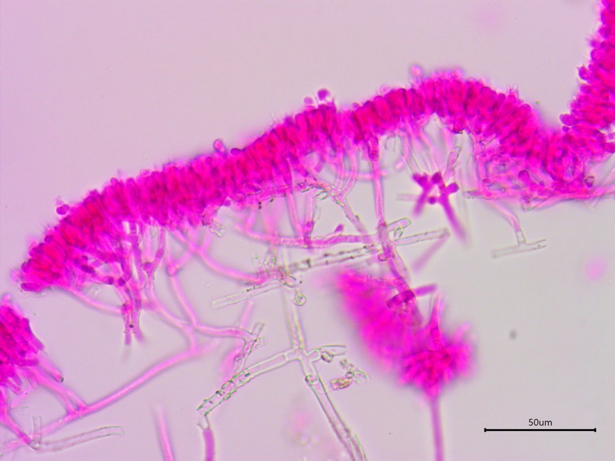 Athelia salicum sidebar image 2 - basidioma of Athelia salicum
