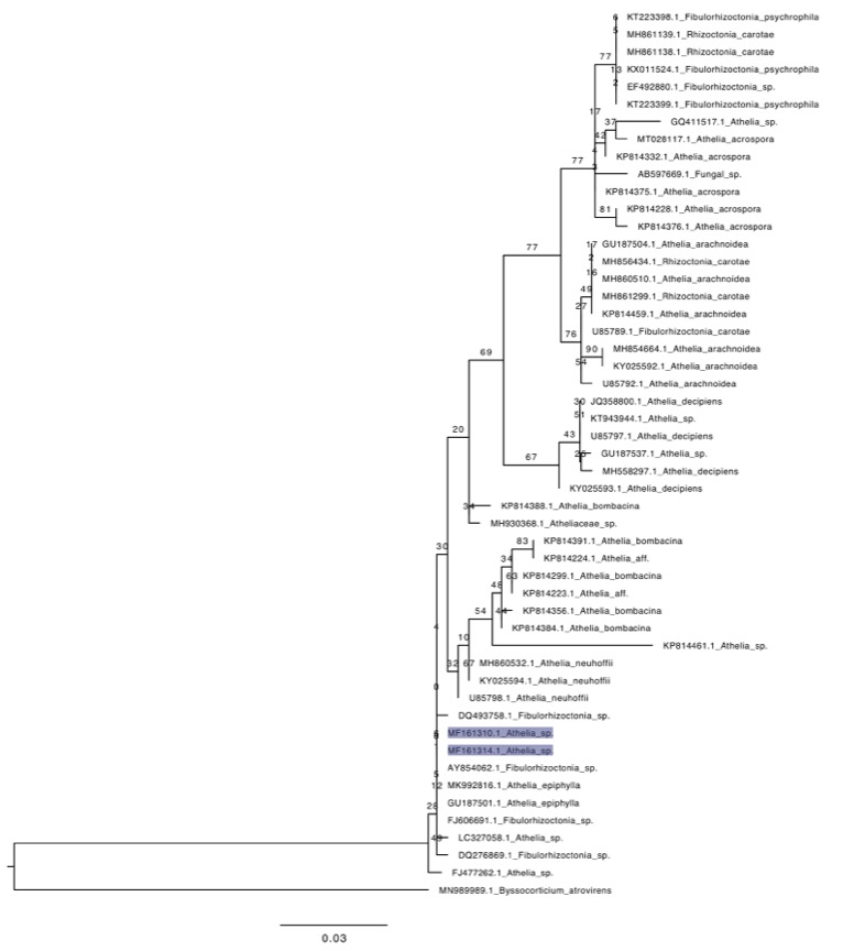 Athelia salicum sidebar image 9 - phylogenetic tree of Athelia salicum