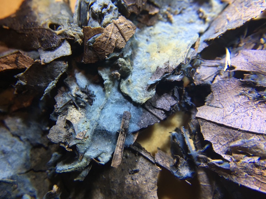 Updated content on crustfungi.com: Byssocorticium atrovirens