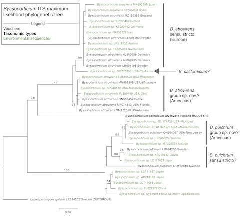 Byssocorticium atrovirens sidebar image 9 - ITS rDNA phylogenetic tree of Byssocorticium atrovirens