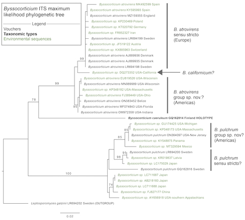 Byssocorticium pulchrum sidebar image 7