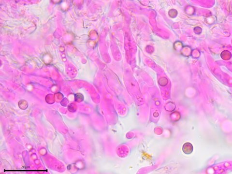 Byssocorticium pulchrum sidebar image 4