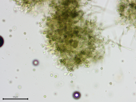 Byssocorticium pulchrum sidebar image 3