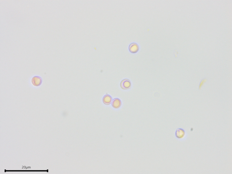 Byssocorticium pulchrum sidebar image 5