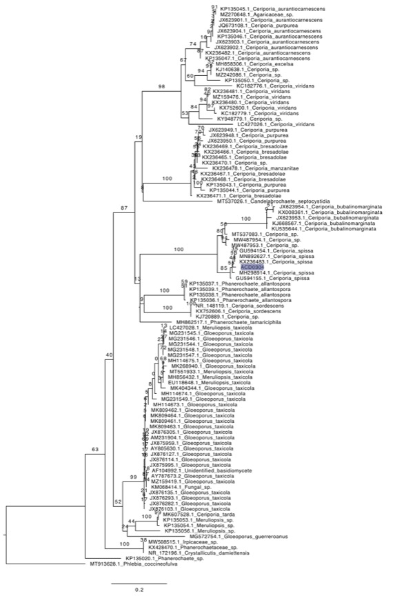 Ceriporia spissa sidebar image 9 - Ceriporia spissa phylogeentic tree