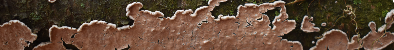 Banner image of Cylindrobasidium evolvens