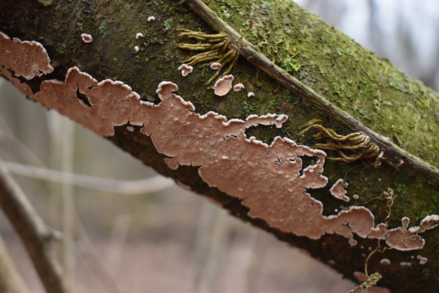 Cylindrobasidium evolvens sidebar image 1 - fruiting body of Cylindrobasidium evolvens