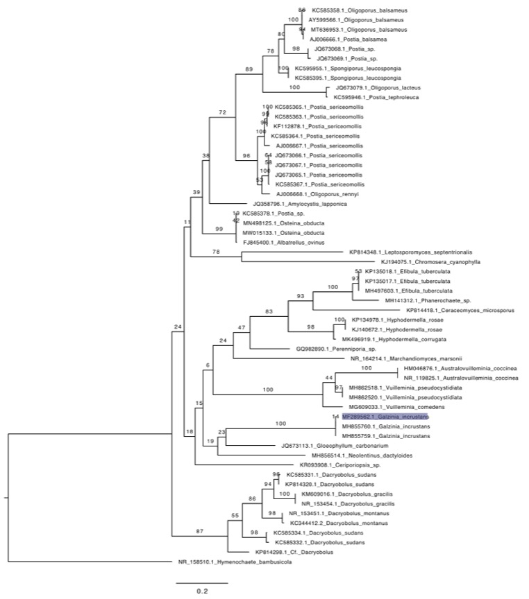 Galzinia incrustans sidebar image 6 - phylogenetic tree of Galzinia incrustans
