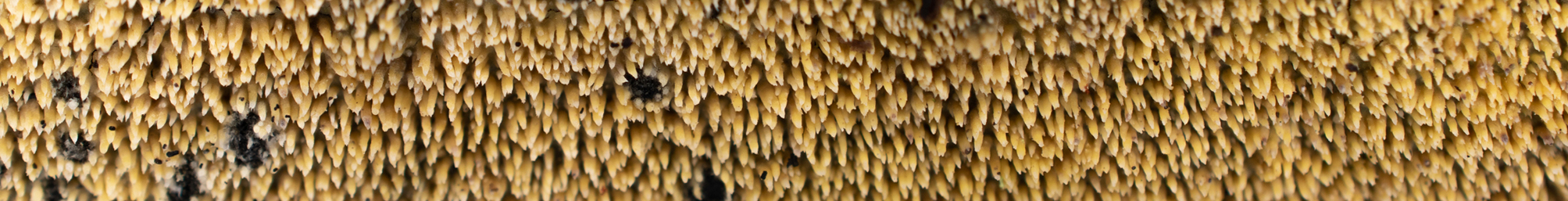 Banner image of Mycoacia uda