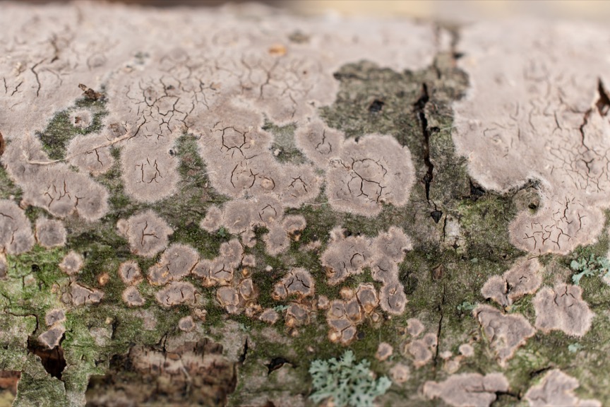 Peniophora cinerea sidebar image 3 - basidioma of Peniophora cinerea