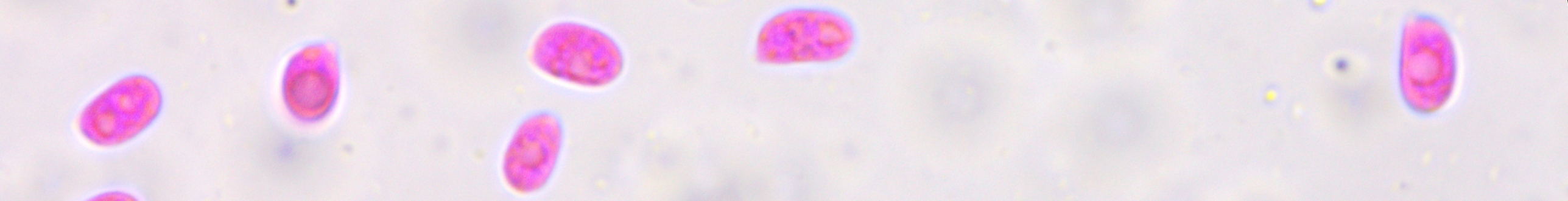 Banner image of Protomerulius minor