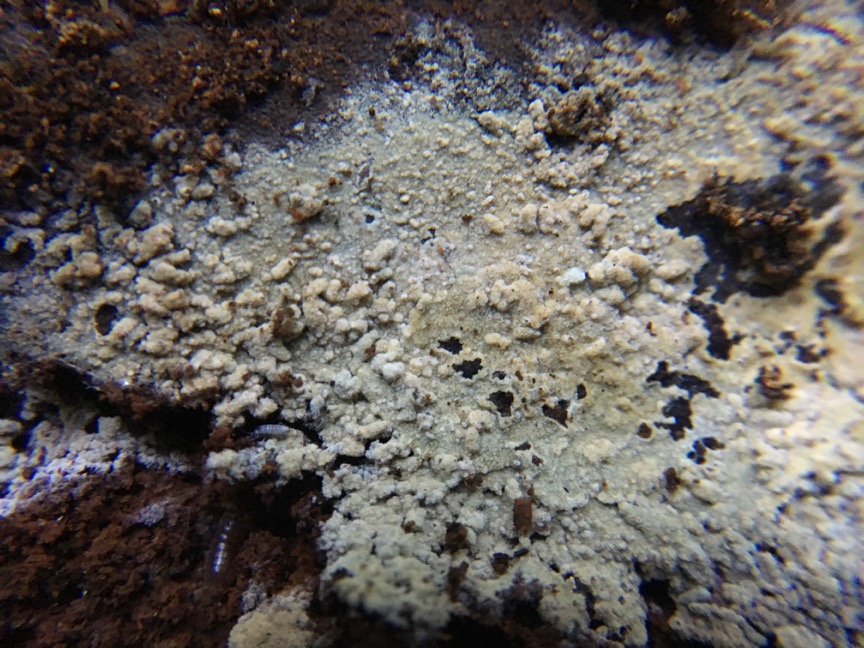 Updated content on crustfungi.com: Protomerulius minor