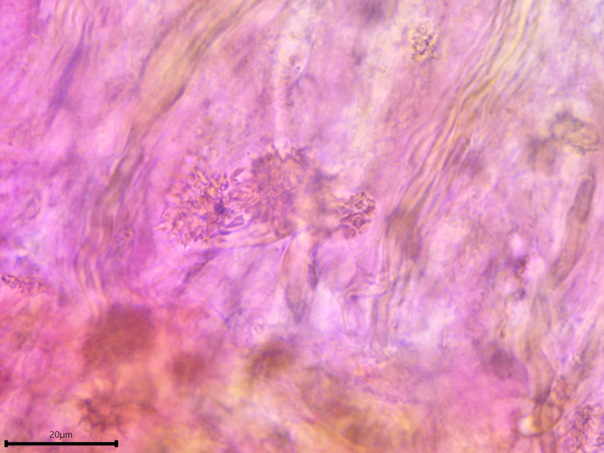 Species sidebar image 9