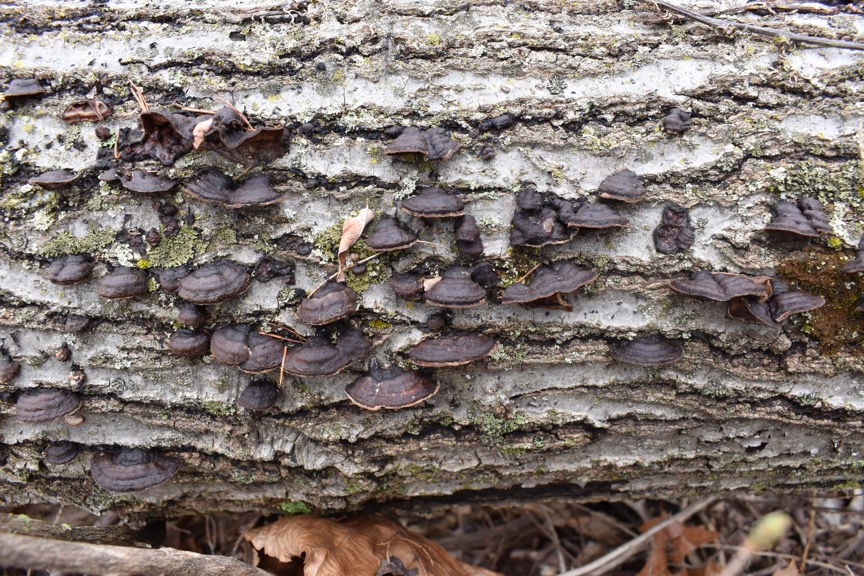 Punctularia strigosozonata sidebar image 1 - fruiting bodies of Punctularia strigosozonata