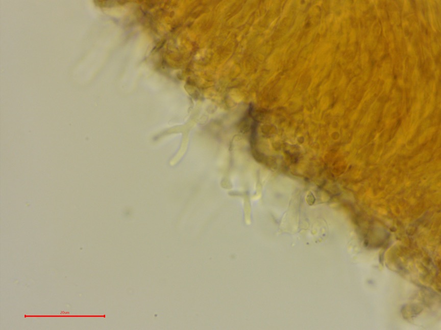 Punctularia strigosozonata sidebar image 12 - dendrohyphidia of Punctularia strigosozonata