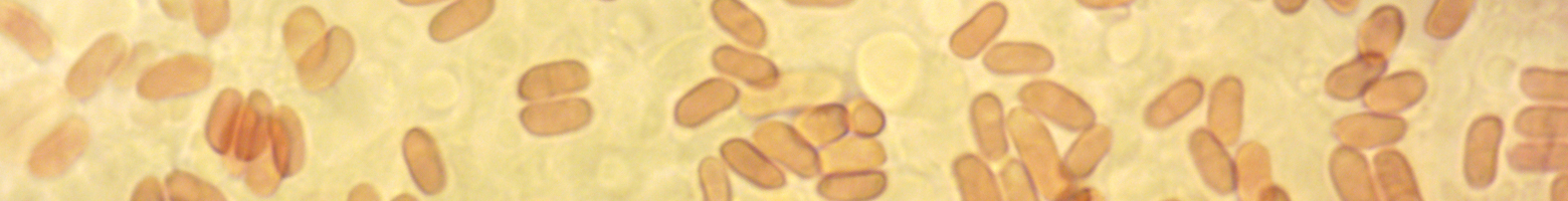 Banner image of Sarcoporia polyspora