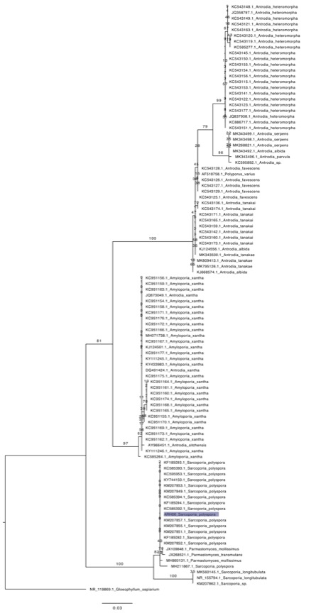 Sarcoporia polyspora sidebar image 8 - phylogenetic tree of Sarcoporia polyspora