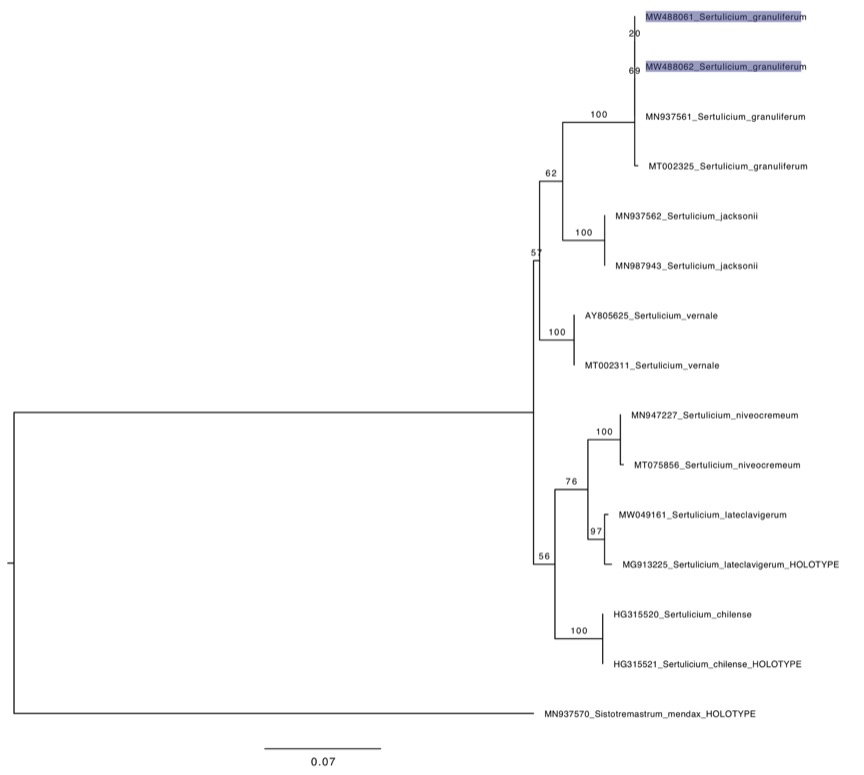 Sistotremastrum guttuliferum sidebar image 7 - phylogenetic tree of Sistotremastrum guttuliferum