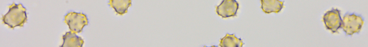 Banner image of Tomentella ferruginea