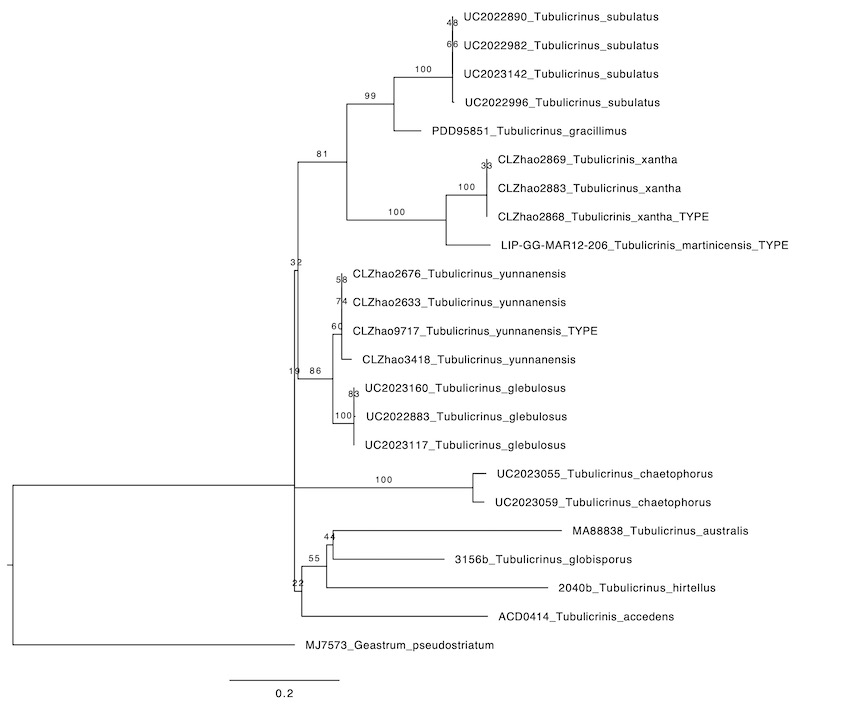 Tubulicrinis accedens sidebar image 10 - ITS rDNA phylogenetic tree of Tubulicrinis accedens