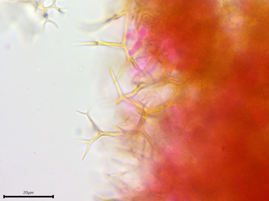 Vararia investiens sidebar image 7 - dichohyphidia of Vararia investiens