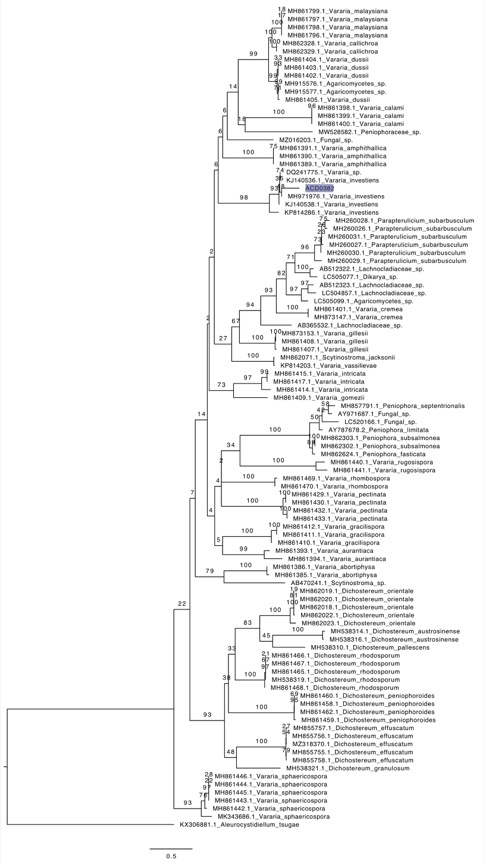 Vararia investiens sidebar image 9 - phylogenetic tree