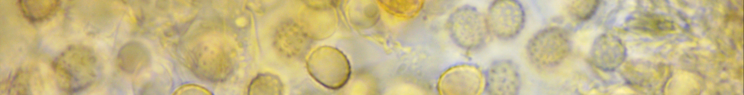 Banner image of Xenasma praeteritum