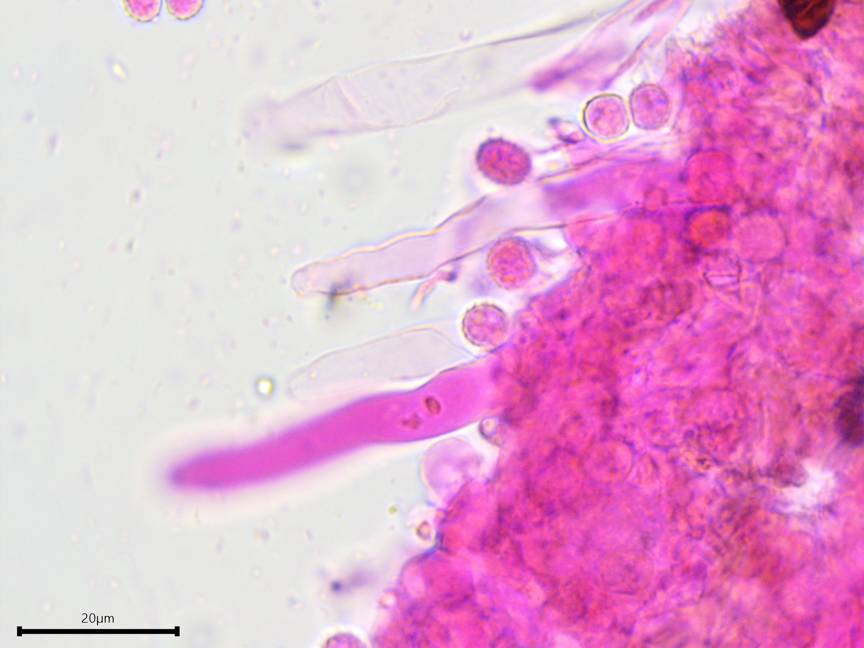 Xenasma praetiritum sidebar image 9