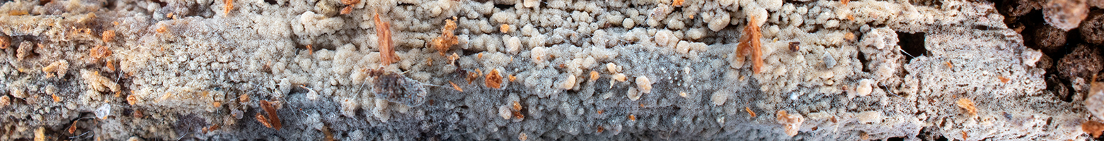 Banner image of Xenasmatella sp. 'sublividus'
