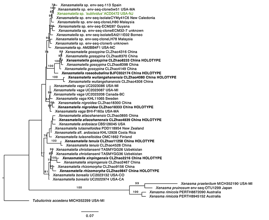 Xenasmatella sp. 'sublividus' sidebar image 12