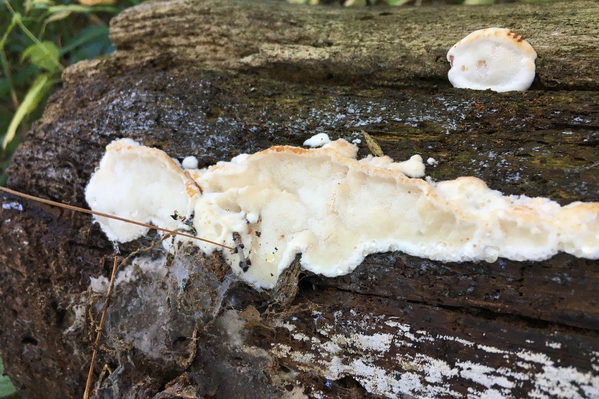 Sarcoporia polyspora