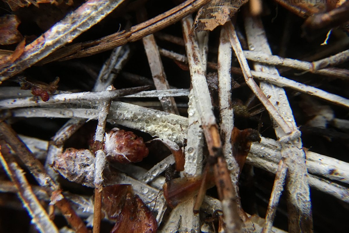 Trechispora stellulata