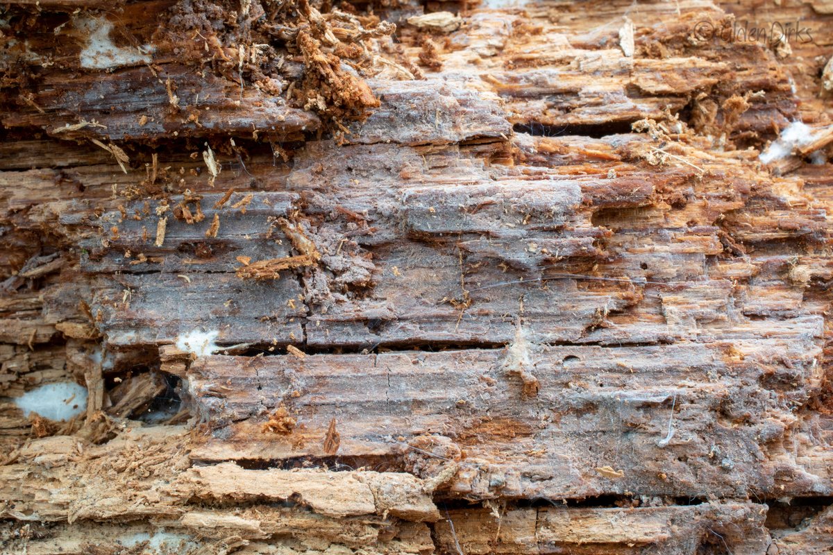 Tubulicrinis accedens