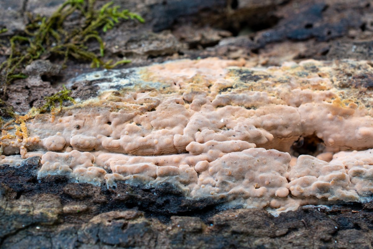 Dichostereum effuscatum