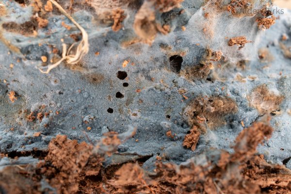 Byssocorticium sp. 'pulchrum-NJ01' thumbnail