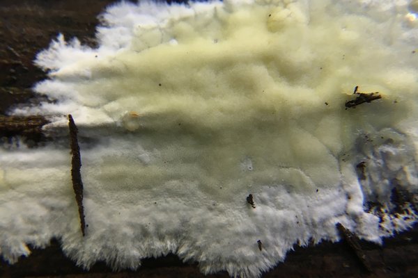 Gloeoporus pannocinctus thumbnail