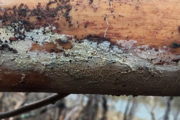 Sertulicium granuliferum thumbnail