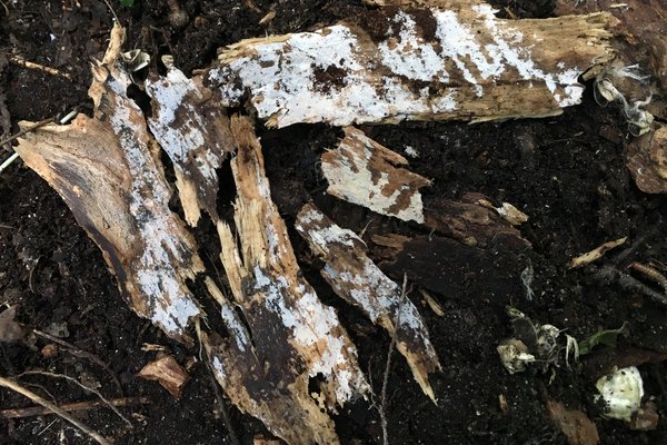 Subulicystidium sp. 'WI01' thumbnail