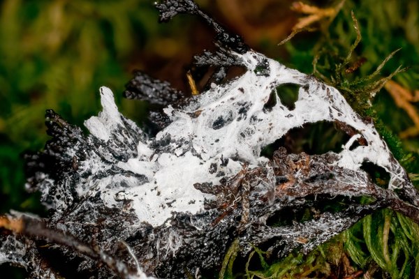 Trechispora sp. 'MA01' thumbnail