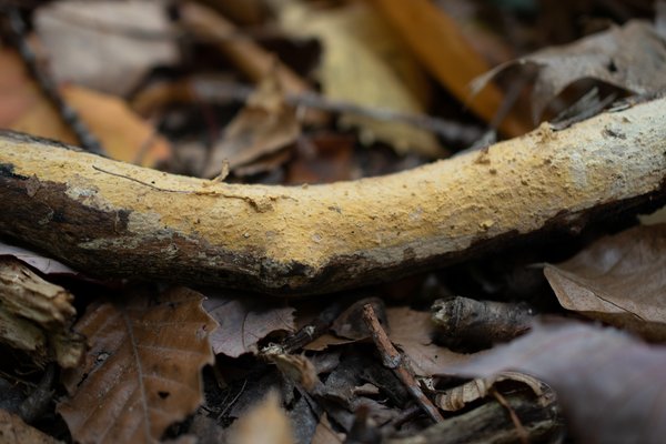 Vararia investiens thumbnail