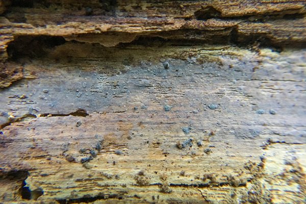 Xenasma praeteritum thumbnail