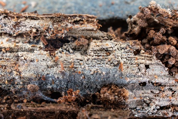 Xenasmatella sp. 'NJ01' thumbnail