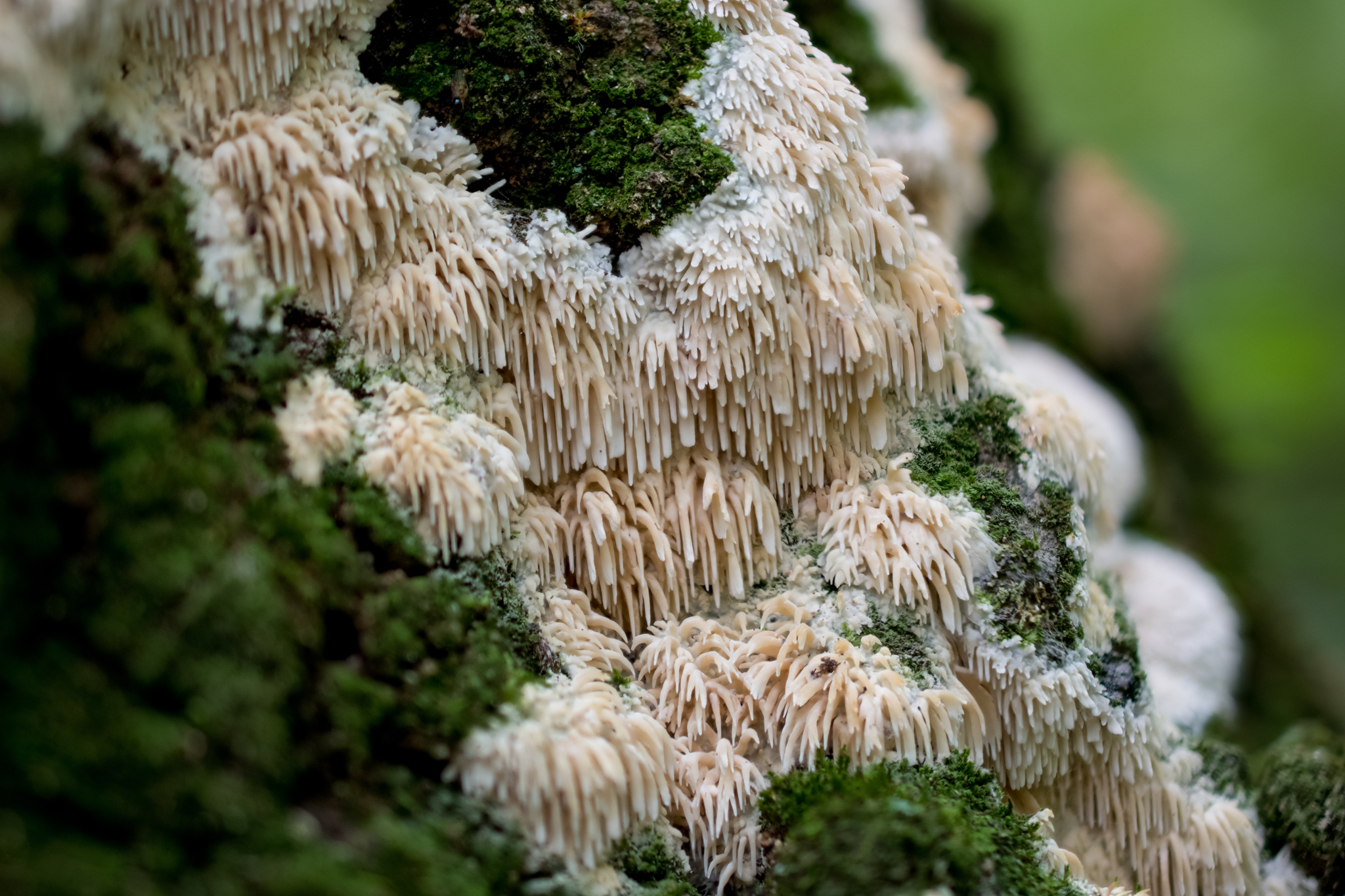 Radulomyces copelandii banner image