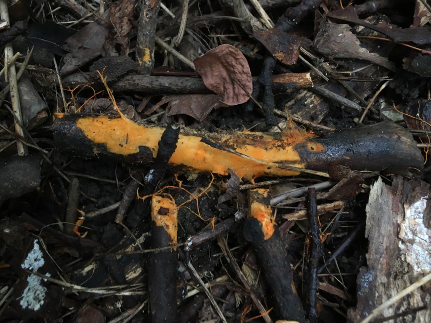 Hydnophlebia chrysorhizaon, a member of the order Polyporales